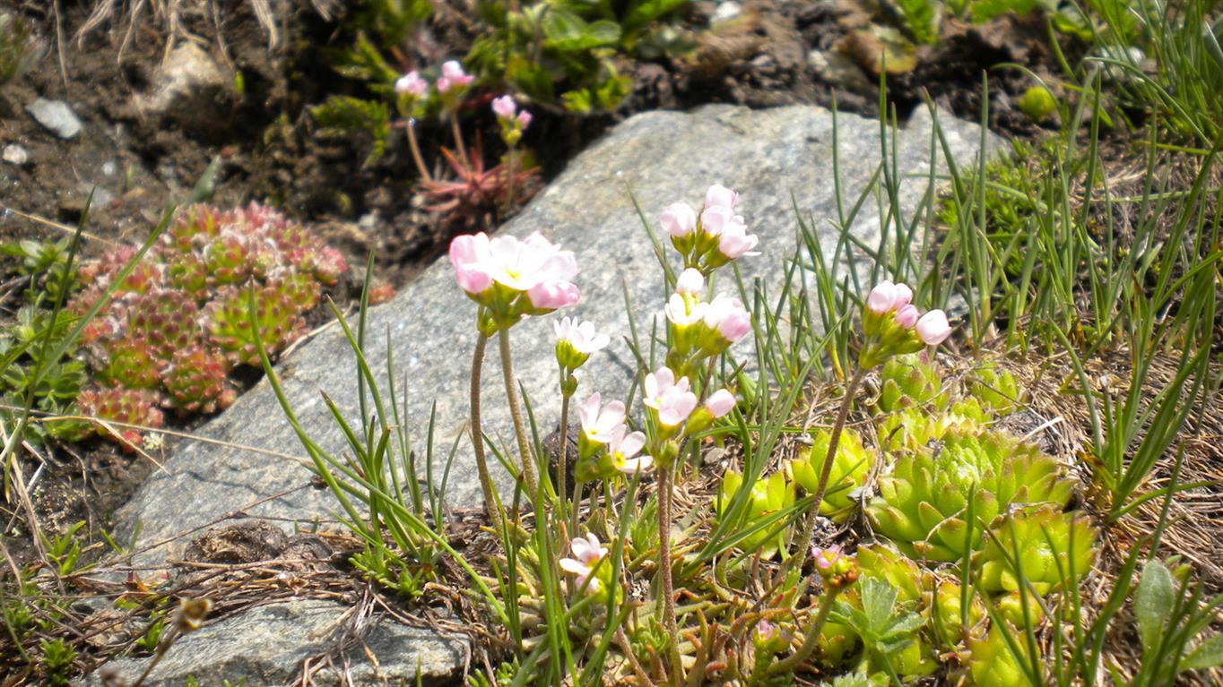 Val d''Aosta 03 - Androsace adfinis